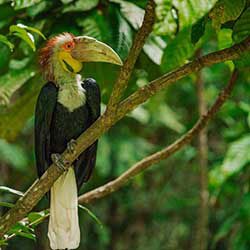 Image of tropical bird in a tree