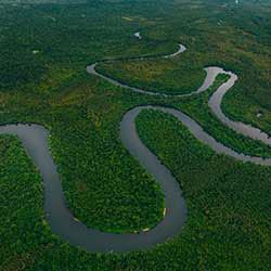 Aerial view of river through lush forest